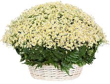 Цветочная композиция из Ромашки в корзине #REPLACE_PRED# Дорогобуже
